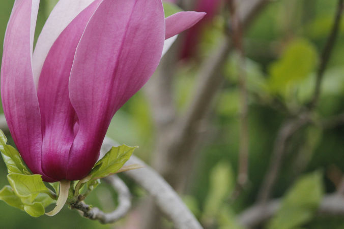 Besplatna web promocija